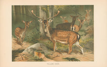 Load image into Gallery viewer, Kuhnert, W. “Fallow Deer.”  From Richard Lydekker’s &quot;The New Natural History&quot;
