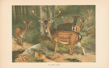 Load image into Gallery viewer, Kuhnert, W. “Fallow Deer.”  From Richard Lydekker’s "The New Natural History"
