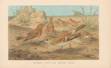 Load image into Gallery viewer, J.C.K.  “Desert Finch and Desert Lark.”  From Richard Lydekker’s "The New Natural History"