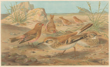 Load image into Gallery viewer, J.C.K.  “Desert Finch and Desert Lark.”  From Richard Lydekker’s "The New Natural History"