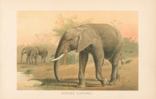 Load image into Gallery viewer, Smit, P.J. “African Elephant.” From Richard Lydekker’s "The New Natural History"