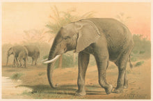 Load image into Gallery viewer, Smit, P.J. “African Elephant.” From Richard Lydekker’s "The New Natural History"