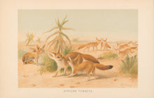 Load image into Gallery viewer, Smit, P.J.  “African Fennecs.”  From Richard Lydekker’s "The New Natural History"