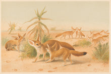 Load image into Gallery viewer, Smit, P.J.  “African Fennecs.”  From Richard Lydekker’s "The New Natural History"
