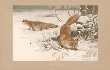 Load image into Gallery viewer, Kuhnert, W. “Common Fox.” From Richard Lydekker’s "The New Natural History"