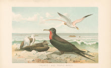Load image into Gallery viewer, Smit, P.J. “Frigate – and Tropic Birds.” From Richard Lydekker’s "The New Natural History"
