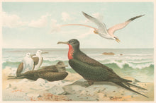 Load image into Gallery viewer, Smit, P.J. “Frigate – and Tropic Birds.” From Richard Lydekker’s "The New Natural History"