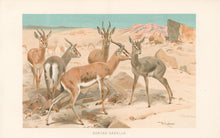 Load image into Gallery viewer, Kuhnert, W. “Dorcas Gazelle.”  From Richard Lydekker’s "The New Natural History"