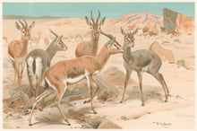 Load image into Gallery viewer, Kuhnert, W. “Dorcas Gazelle.”  From Richard Lydekker’s "The New Natural History"