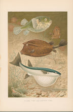 Load image into Gallery viewer, Smit, P.J. “Globe Fish and Coffer Fish.” From Richard Lydekker’s "The New Natural History"