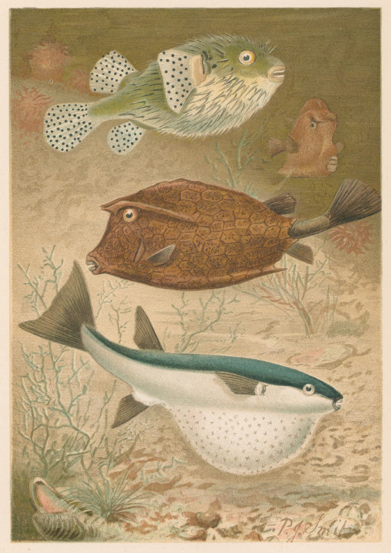 Smit, P.J.  “Globe Fish and Coffer Fish.”  From Richard Lydekker’s 