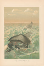 Load image into Gallery viewer, Unattributed  “The Greenland Whale.”  From Richard Lydekker’s &quot;The New Natural History&quot;

