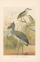 Load image into Gallery viewer, Smit, P.J. “Night-Heron and Boatbill.” From Richard Lydekker’s "The New Natural History"