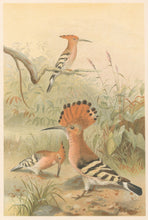 Load image into Gallery viewer, Smit, P.J. “Hoopoes.” From Richard Lydekker’s "The New Natural History"