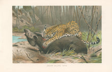 Load image into Gallery viewer, Kuhnert, W. “Jaguar Killing Tapir.”  From Richard Lydekker’s "The New Natural History"