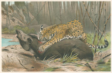 Load image into Gallery viewer, Kuhnert, W. “Jaguar Killing Tapir.”  From Richard Lydekker’s "The New Natural History"