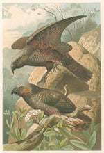 Load image into Gallery viewer, Unattributed  “Kaka Parrots.”  From Richard Lydekker’s "The New Natural History"