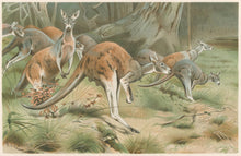 Load image into Gallery viewer, Kuhnert, W. “The Red Kangaroo.” From Richard Lydekker’s "The New Natural History"