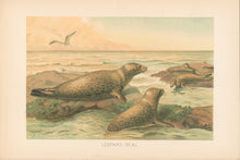 Load image into Gallery viewer, Smit, P.J.  “Leopard Seal.”  From Richard Lydekker’s "The New Natural History"