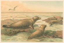 Load image into Gallery viewer, Smit, P.J.  “Leopard Seal.”  From Richard Lydekker’s "The New Natural History"