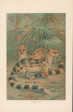Load image into Gallery viewer, J.C.K. “Linsangs.” From Richard Lydekker’s "The New Natural History"
