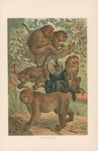 Load image into Gallery viewer, J.C.K.  “Macaques.”  From Richard Lydekker’s "The New Natural History"