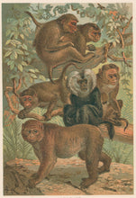 Load image into Gallery viewer, J.C.K.  “Macaques.”  From Richard Lydekker’s "The New Natural History"