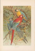 Load image into Gallery viewer, J.C.K. “Macaws.” From Richard Lydekker’s "The New Natural History"