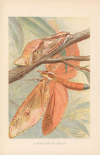 Load image into Gallery viewer, Frohawk, J.W.  “Giant Swift Moth.”  From Richard Lydekker’s "The New Natural History"