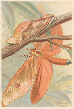 Load image into Gallery viewer, Frohawk, J.W.  “Giant Swift Moth.”  From Richard Lydekker’s &quot;The New Natural History&quot;
