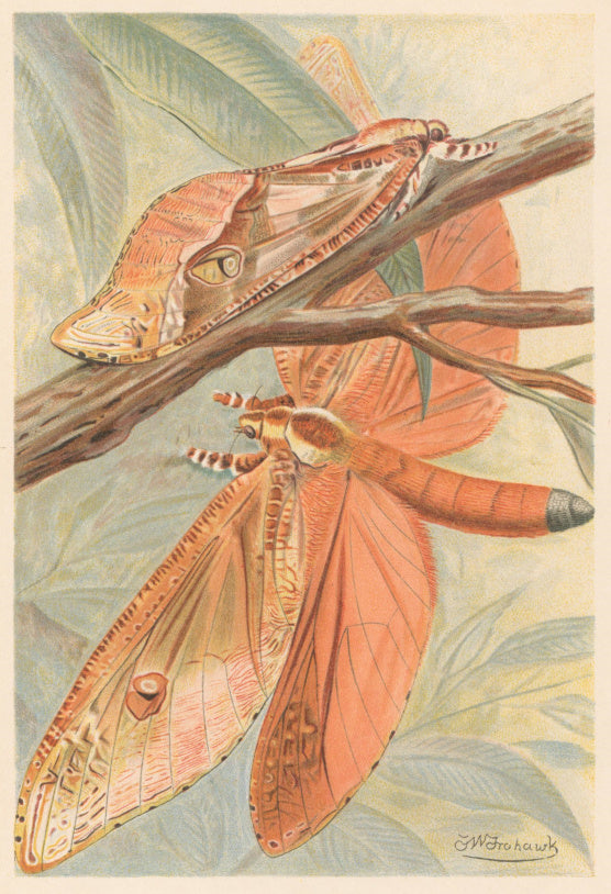 Frohawk, J.W.  “Giant Swift Moth.”  From Richard Lydekker’s 