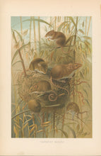 Load image into Gallery viewer, Smit, P.J. “Harvest Mouse.” From Richard Lydekker’s "The New Natural History"