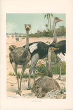Load image into Gallery viewer, Kuhnert, W. “Ostriches.” From Richard Lydekker’s "The New Natural History"