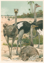 Load image into Gallery viewer, Kuhnert, W. “Ostriches.” From Richard Lydekker’s "The New Natural History"