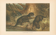 Load image into Gallery viewer, Unattributed  “European Otters.”  From Richard Lydekker’s "The New Natural History"