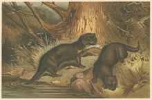 Load image into Gallery viewer, Unattributed  “European Otters.”  From Richard Lydekker’s "The New Natural History"