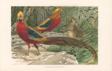 Load image into Gallery viewer, Kuhnert, W. “Golden Pheasants.”  From Richard Lydekker’s "The New Natural History"