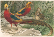 Load image into Gallery viewer, Kuhnert, W. “Golden Pheasants.”  From Richard Lydekker’s "The New Natural History"