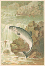 Load image into Gallery viewer, Smit, P.J. “A Salmon Leap.” From Richard Lydekker’s "The New Natural History"