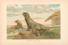 Load image into Gallery viewer, Smit, P.J.  “Hooker’s Sea Lion.”  From Richard Lydekker’s "The New Natural History"