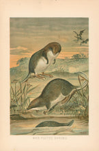 Load image into Gallery viewer, R.E.H. “Web-Footed Shrews.” From Richard Lydekker’s "The New Natural History"