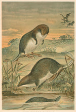 Load image into Gallery viewer, R.E.H. “Web-Footed Shrews.” From Richard Lydekker’s "The New Natural History"
