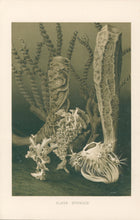 Load image into Gallery viewer, Etrold “Glass Sponges.” From Richard Lydekker’s "The New Natural History"