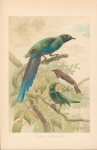 Load image into Gallery viewer, Smit, P.J.  “Glossy Starlings.”  From Richard Lydekker’s "The New Natural History"