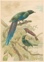 Load image into Gallery viewer, Smit, P.J.  “Glossy Starlings.”  From Richard Lydekker’s "The New Natural History"
