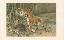 Load image into Gallery viewer, Kuhnert, W. “Tiger.” From Richard Lydekker’s "The New Natural History"