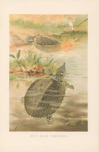 Load image into Gallery viewer, Smit, P.J.  “Soft River Tortoises.”  From Richard Lydekker’s "The New Natural History"