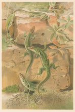 Load image into Gallery viewer, Smit, P.J.  “Wall-Lizards.”  From Richard Lydekker’s "The New Natural History"