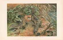 Load image into Gallery viewer, Unattributed “Water-Monitors Robbing a Nest.” From Richard Lydekker’s "The New Natural History"