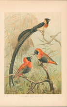 Load image into Gallery viewer, Smit, P.J.  “Weaver Birds.”  From Richard Lydekker’s "The New Natural History"